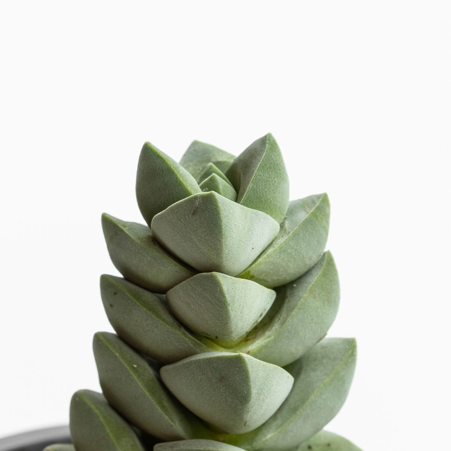 Crassula Moonglow
