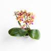Ver foto 2 de Orquídea Multiflora Bolgheri