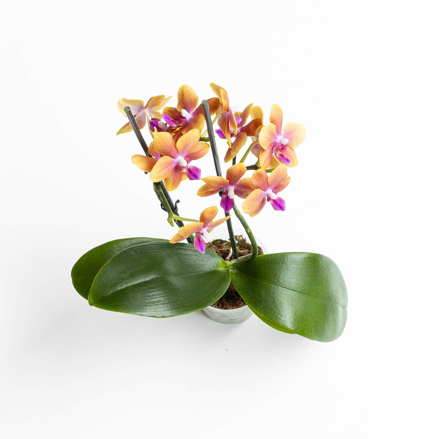 Orquídea Multiflora Bolgheri – foto 2 de 3