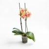 Ver foto 1 de Orquídea Multiflora Bolgheri