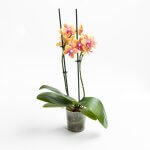 Orquídea Multiflora Bolgheri