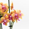 Ver foto 3 de Orquídea Multiflora Bolgheri
