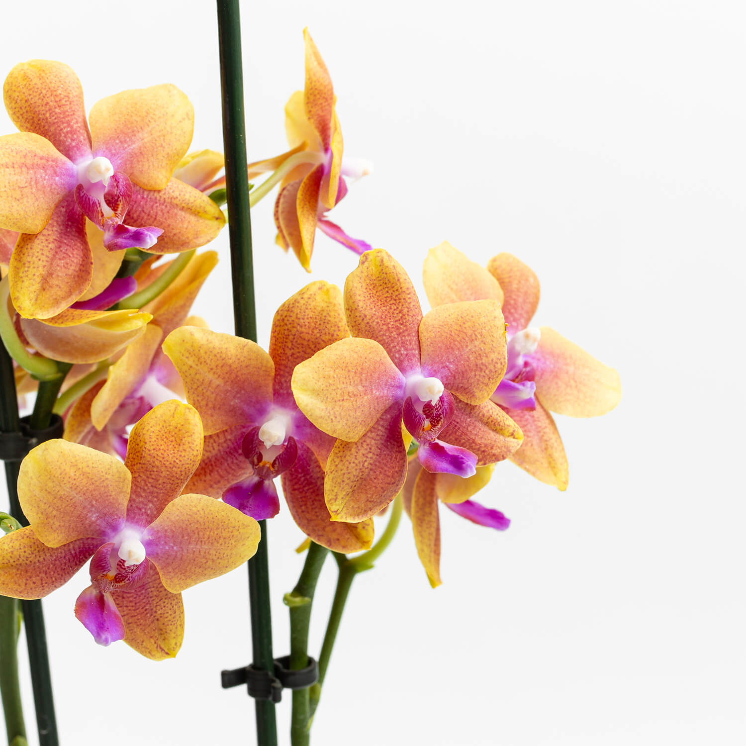 Orquídea Multiflora Bolgheri