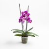 Ver foto 1 de Orquídea Multiflora Merida