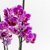 Ver foto 3 de Orquídea Multiflora Merida