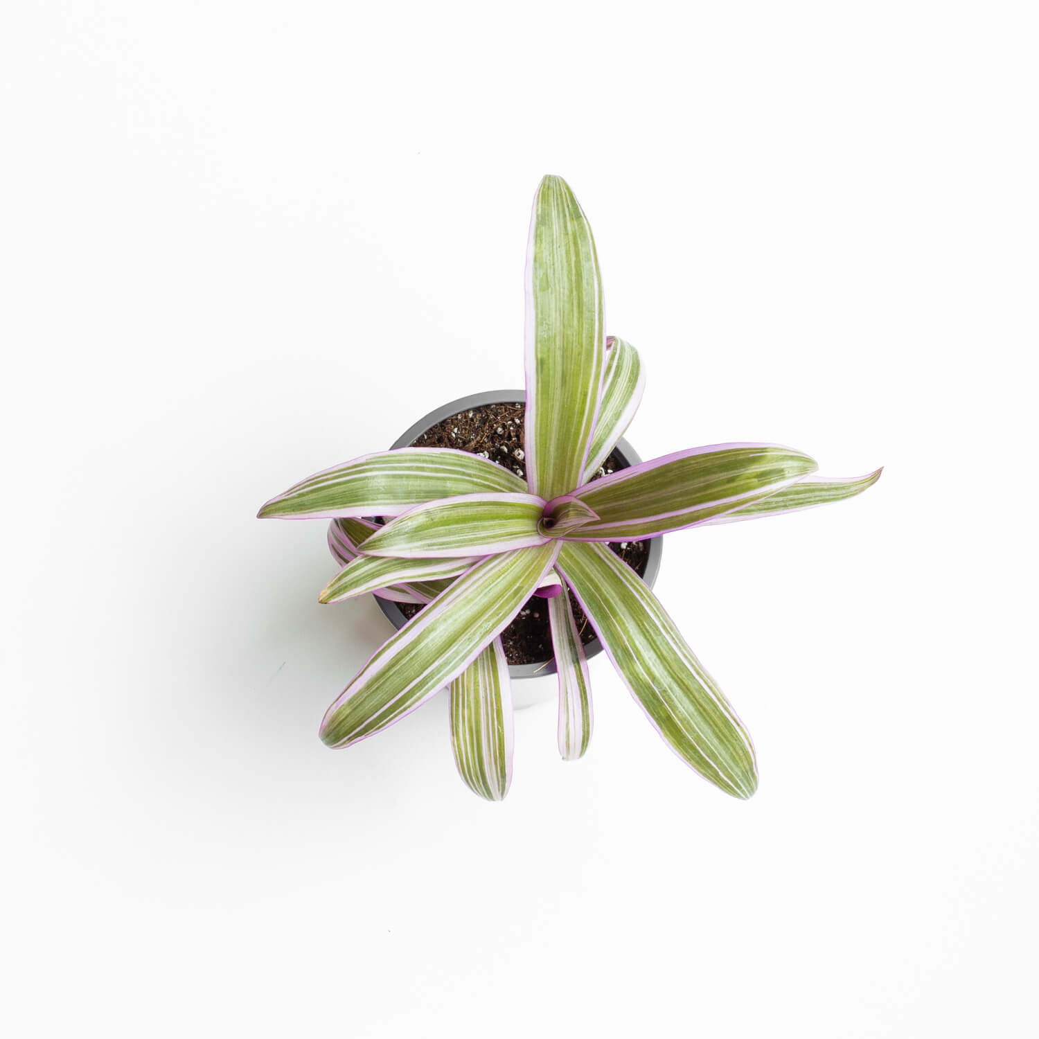 Tradescantia Spathacea – foto 3 de 3