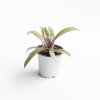 Ver foto 1 de Tradescantia Spathacea