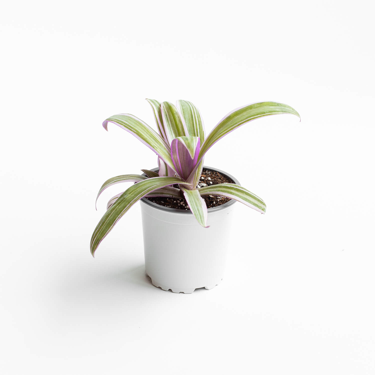Tradescantia Spathacea