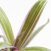 Ver foto 2 de Tradescantia Spathacea