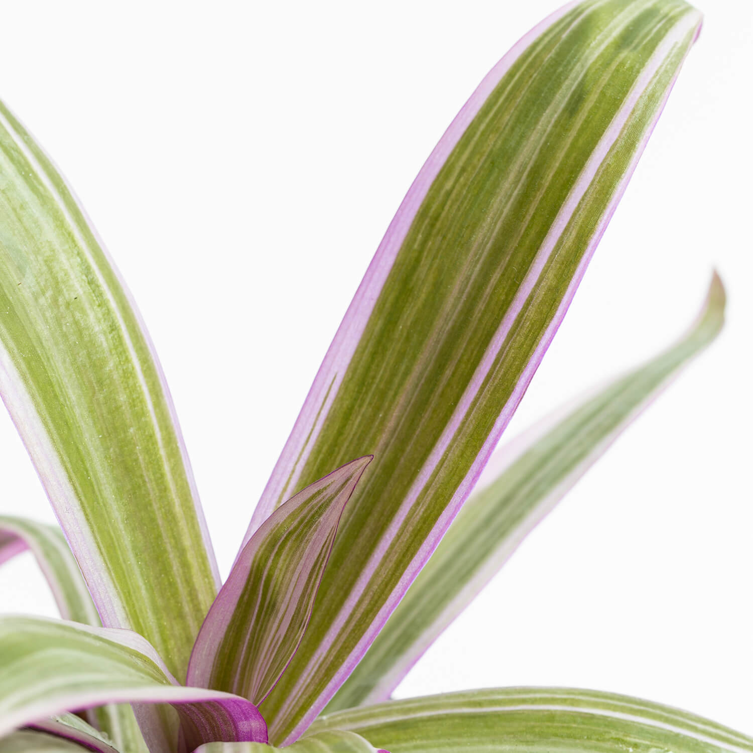 Tradescantia Spathacea